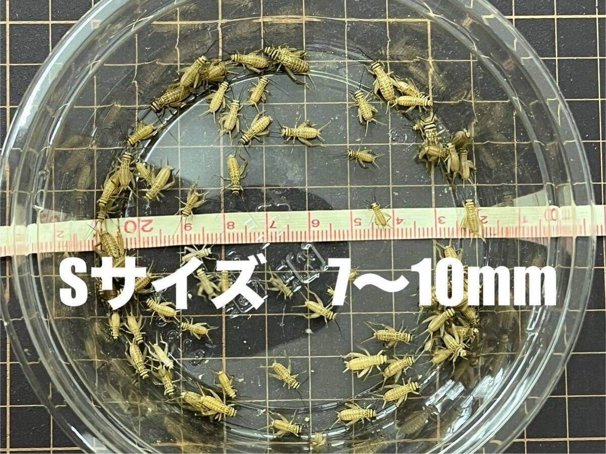 Sサイズ　7〜10mm 250匹+20％　生き餌ヨーロッパイエコオロギ　ネコポス　フタホシコオロギより黄土色でかわいいイエコ_画像1