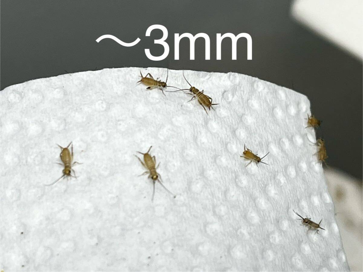 〜3mm 5000匹 生き餌ヨーロッパイエコオロギ ゆうパック sssサイズの画像1