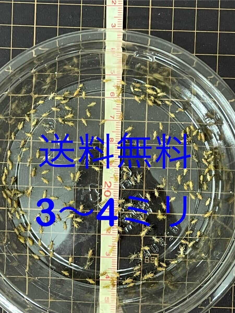 3mm-4mm 2000匹+20％ コオロギ生き餌ヨーロッパイエコオロギの画像1