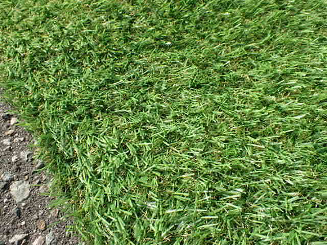 未使用品 人工芝 ロールタイプ グリーン サイズ1m×5m 芝丈30mm (管理AZ-213) (No-1)の画像8