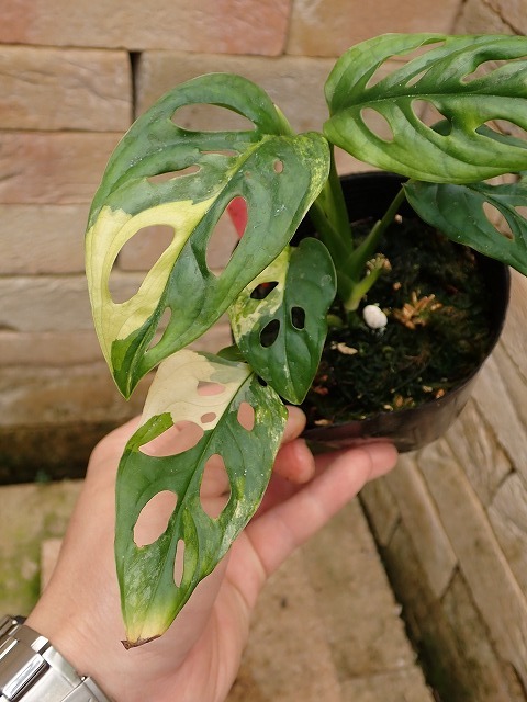 マドカズラ アダンソニー 黄斑(Monstera adansonii Yellow variegata)の画像3
