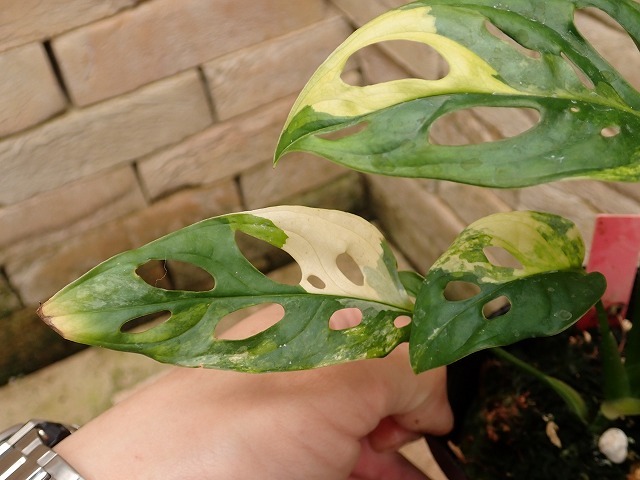 マドカズラ アダンソニー 黄斑(Monstera adansonii Yellow variegata)の画像2