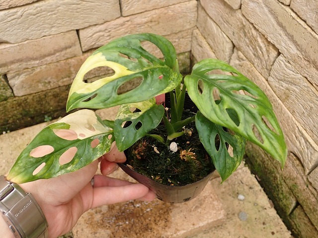 マドカズラ アダンソニー 黄斑(Monstera adansonii Yellow variegata)の画像1