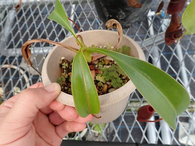 食虫植物 ネペンテス Nepenthes lowii x ventricosa-red の画像2