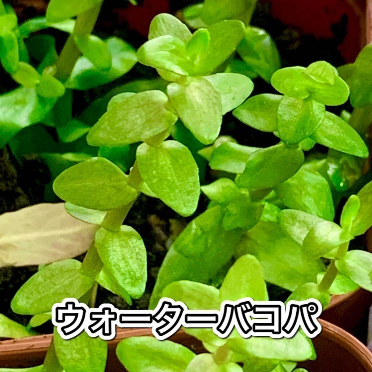 水草 8種セット 送料無料の画像7