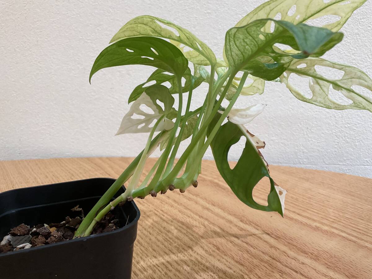 斑入りマドカズラ Monstera friedrichsthalii variegata モンステラ バリエガータ ハーフムーン マーブル アロイド【No.2】の画像3