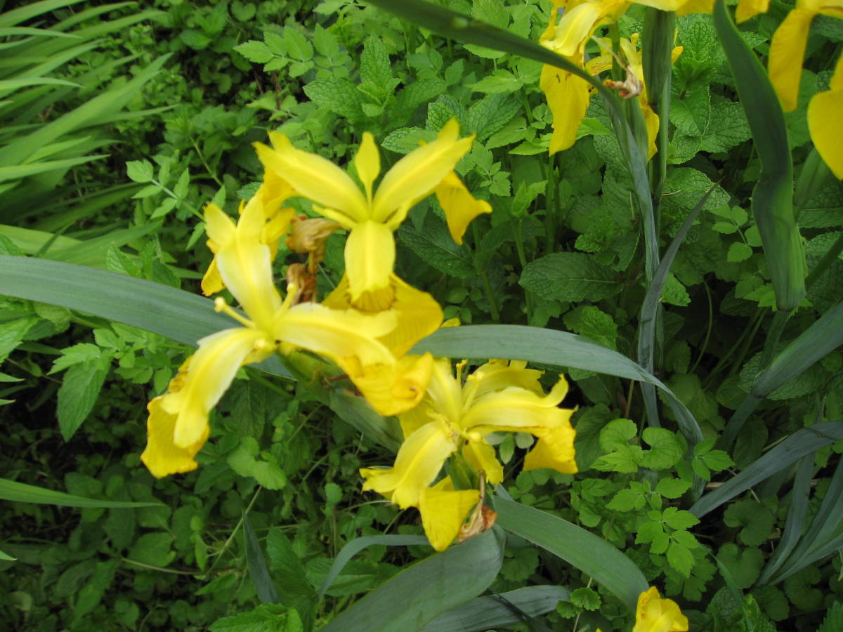  yellow color. ayame. seedling 3 stock ② flower .. many year . gardening ... is not equipped .ubkishoub flower .... free shipping 