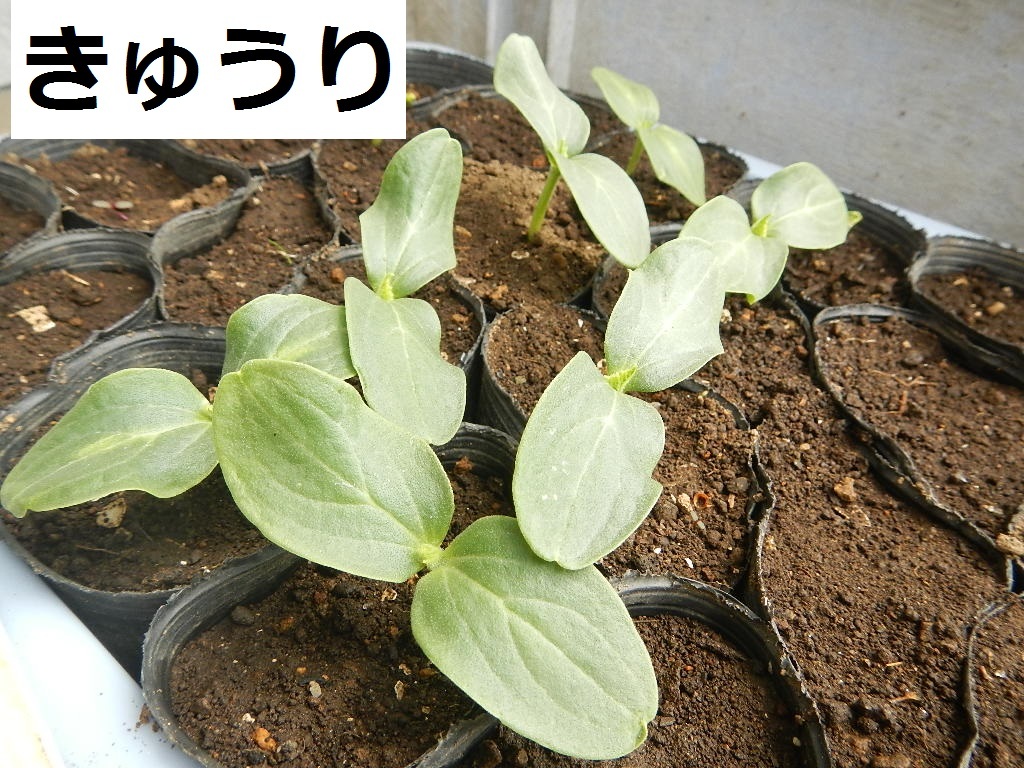 野菜の種 【きゅうりの種】つるあり夏すずみ 2022年採取 約20粒 他の種との同梱一律84円で発送_画像3