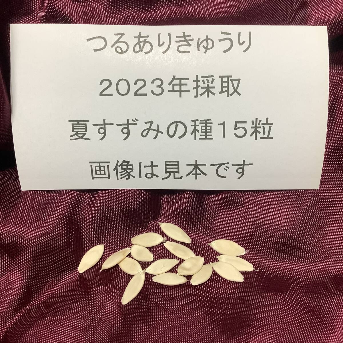 野菜の種 【きゅうりの種】つるあり夏すずみ 2023年採取 約15粒 他の種との同梱一律84円で発送_画像1