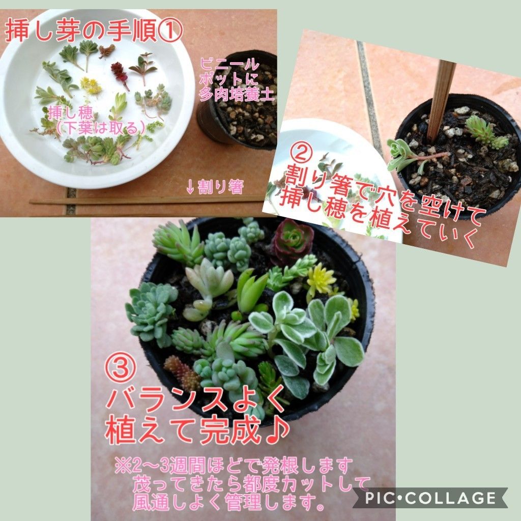 宅配便コンパクト☆お徳用 多肉植物 カット苗セット 大パック×2 箱いっぱい