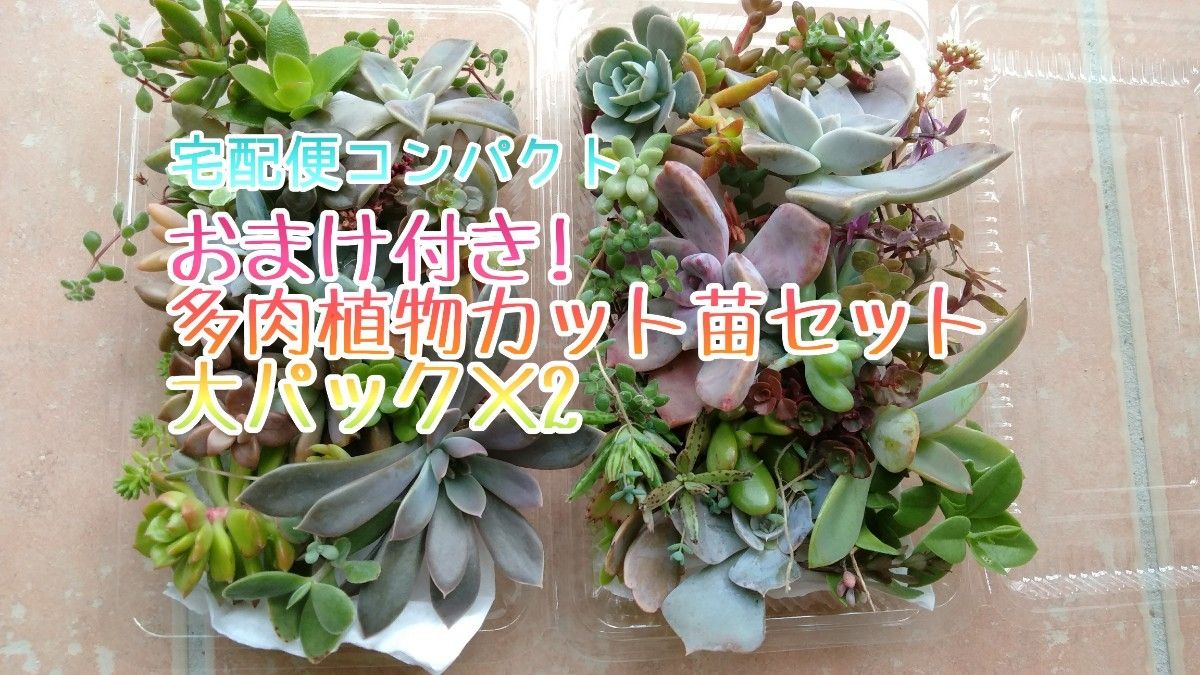 宅配便コンパクト☆お徳用 多肉植物 カット苗セット 大パック×2 箱いっぱい