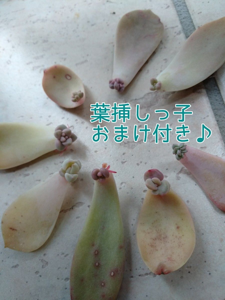 宅配便コンパクト☆お徳用 多肉植物 カット苗セット 大パック×2 箱いっぱい