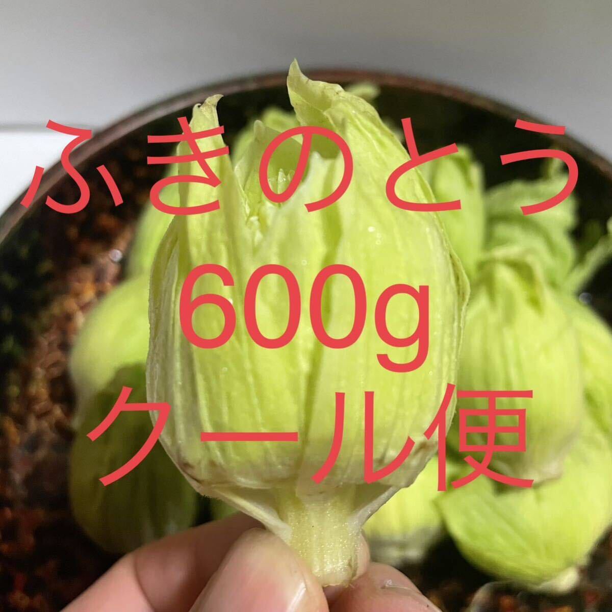 岩手県産ふきのとう　600g_画像1