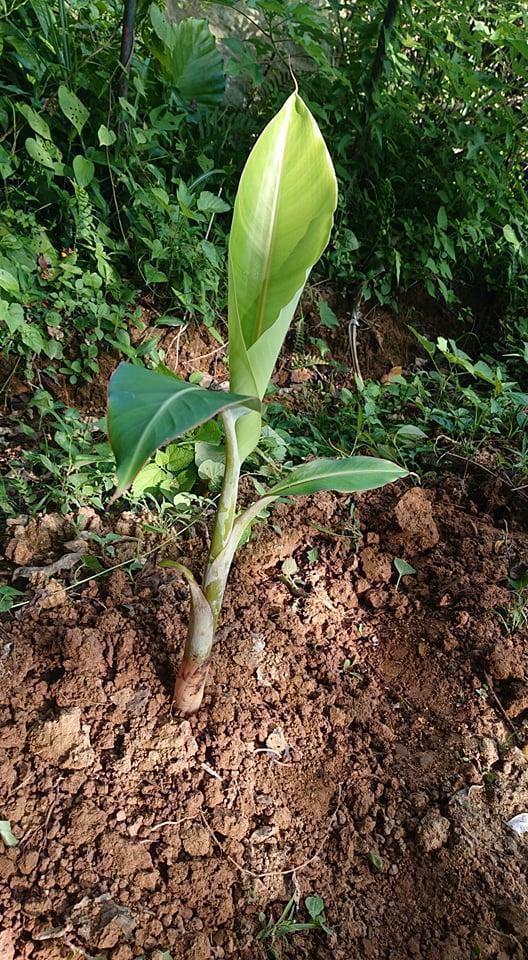  Okinawa главный остров привилегия .! очарование. юг . banana мороженое banana. АО минут рассада 