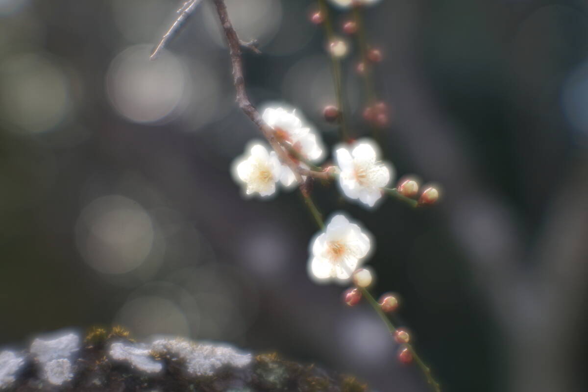 美品 Kenko MC SOFT 85mm F2.5 (マウント無し)_画像7