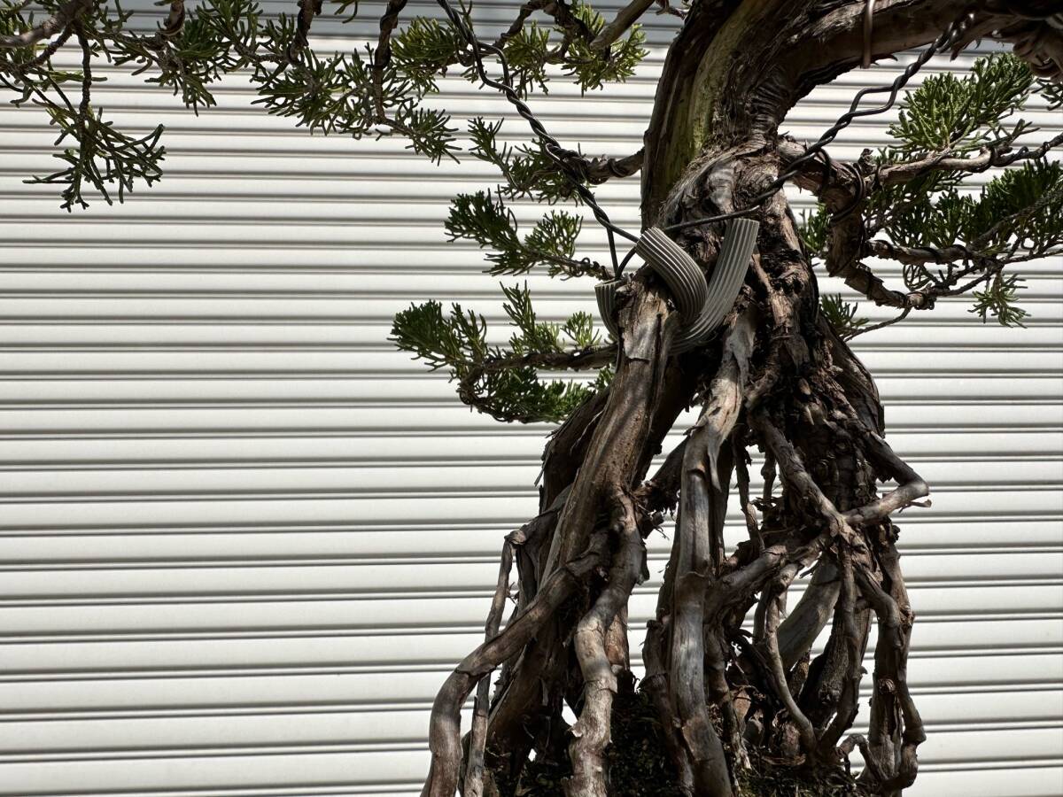 ★人気！糸魚川(真柏)根上がり・シンパク盆栽・樹高４７ｃｍ、樹幅４５ｃｍ、奥行４３ｃｍ、値幅１０ｃｍ、根高さ１５ｃｍ_画像7