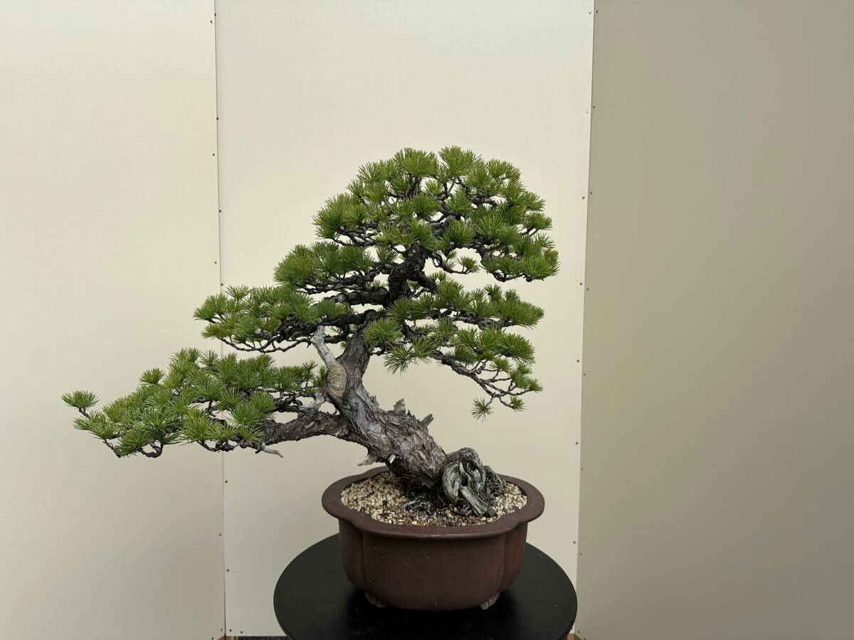 ★人気盆栽！山採り(那須五葉松)・葉性・樹高約５２ｃｍ、樹幅６２ｃｍ、奥５１ｃｍ、幹直径９ｃｍ・山木の画像1