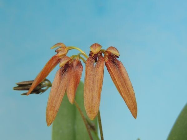 T♪洋蘭 Bulbophyllum sp. ベトナム産 　 洋ラン_画像1