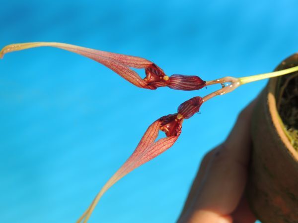 T♪洋蘭　 Bulbophyllum biflorum 洋ラン_画像1