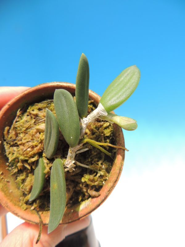 T♪小型洋蘭 Dendrobium linguiforme  洋ランの画像4