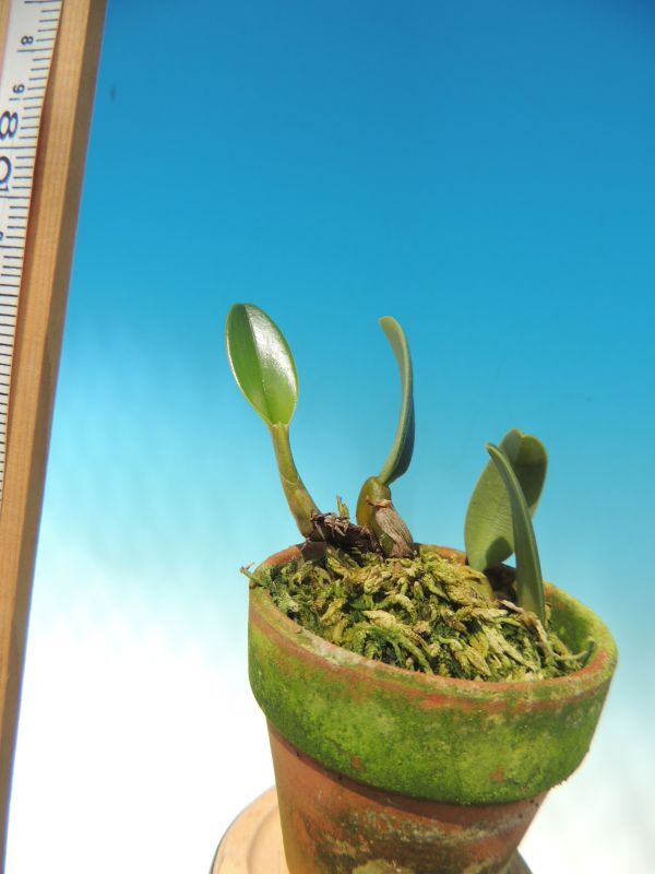 T♪小型洋蘭  Bulbophyllum frostii   洋ランの画像3