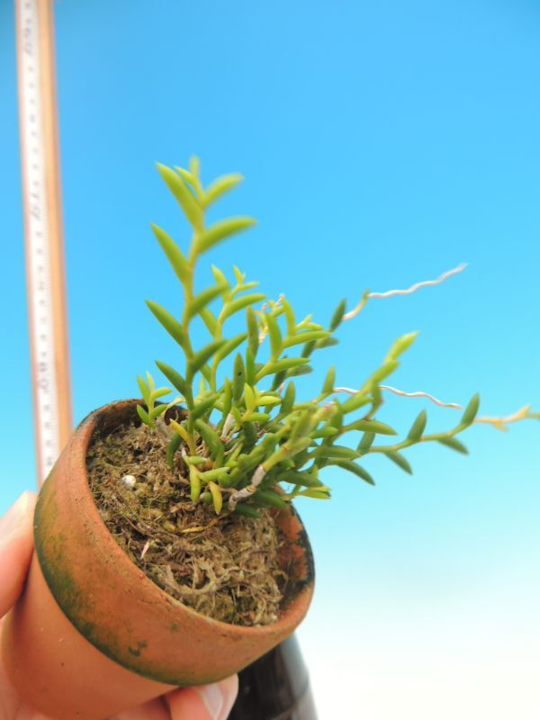 T♪洋蘭　Dendrobium subulatum デンドロビューム　 洋ラン_画像4
