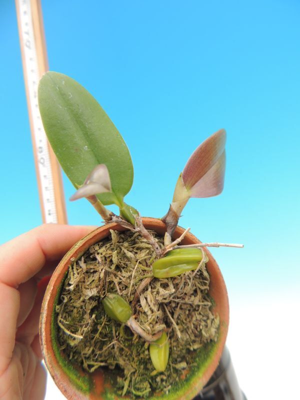 T♪洋蘭　Bulbophyllum plumatum 洋ラン_画像4