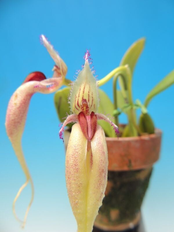 T♪洋蘭　Bulbophyllum fascinator (semi album x self ) 洋ラン_画像1