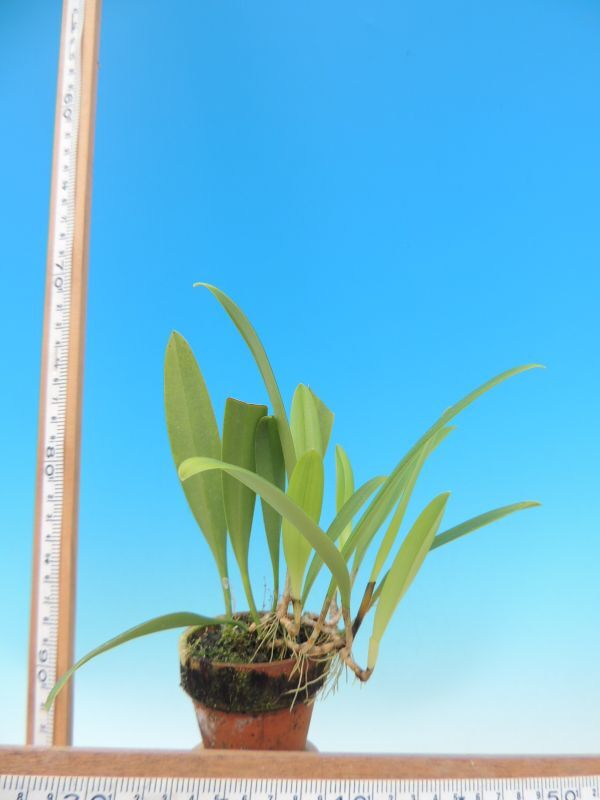 T♪洋蘭　 Bulbophyllum sp.　　　 洋ラン_画像2