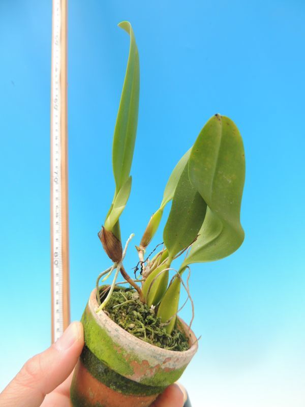T♪洋蘭　 Bulbophyllum biflorum 洋ラン_画像4