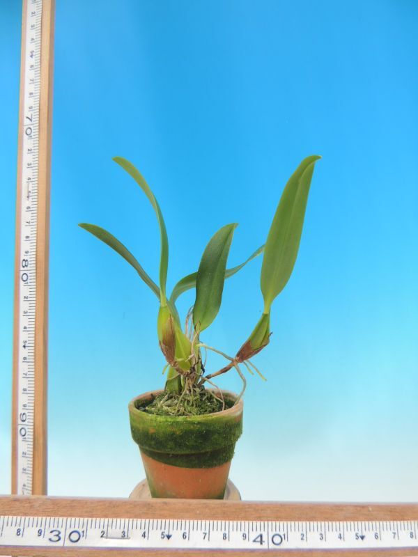 T♪洋蘭　 Bulbophyllum biflorum 洋ラン_画像2