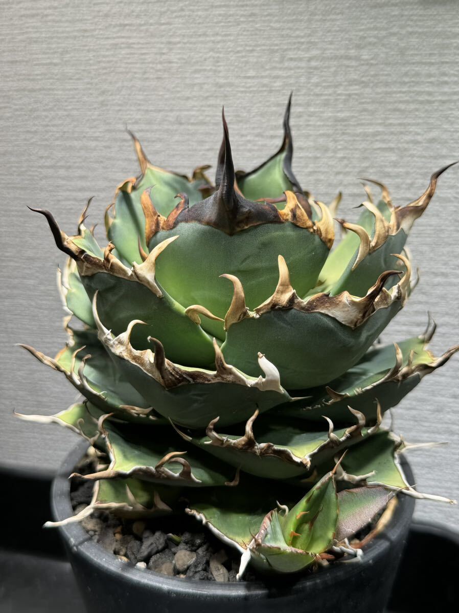  agave chitanota is tes. length special selection . stock ( inspection o terrorism i or is ka actual place lamp finest quality 