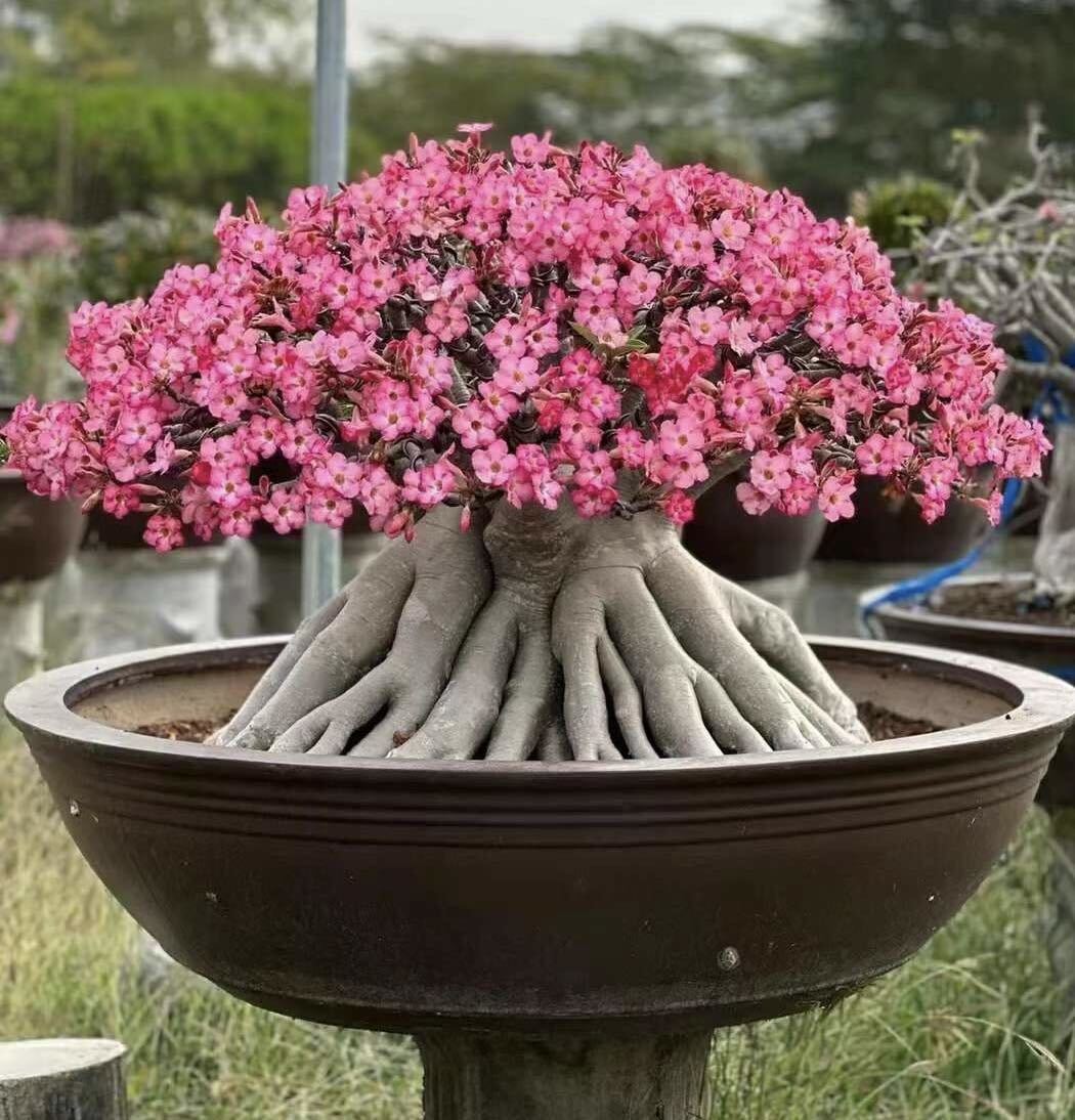 No.360 特選 アデニウム・オベスム Adenium obesum 特大株の画像1