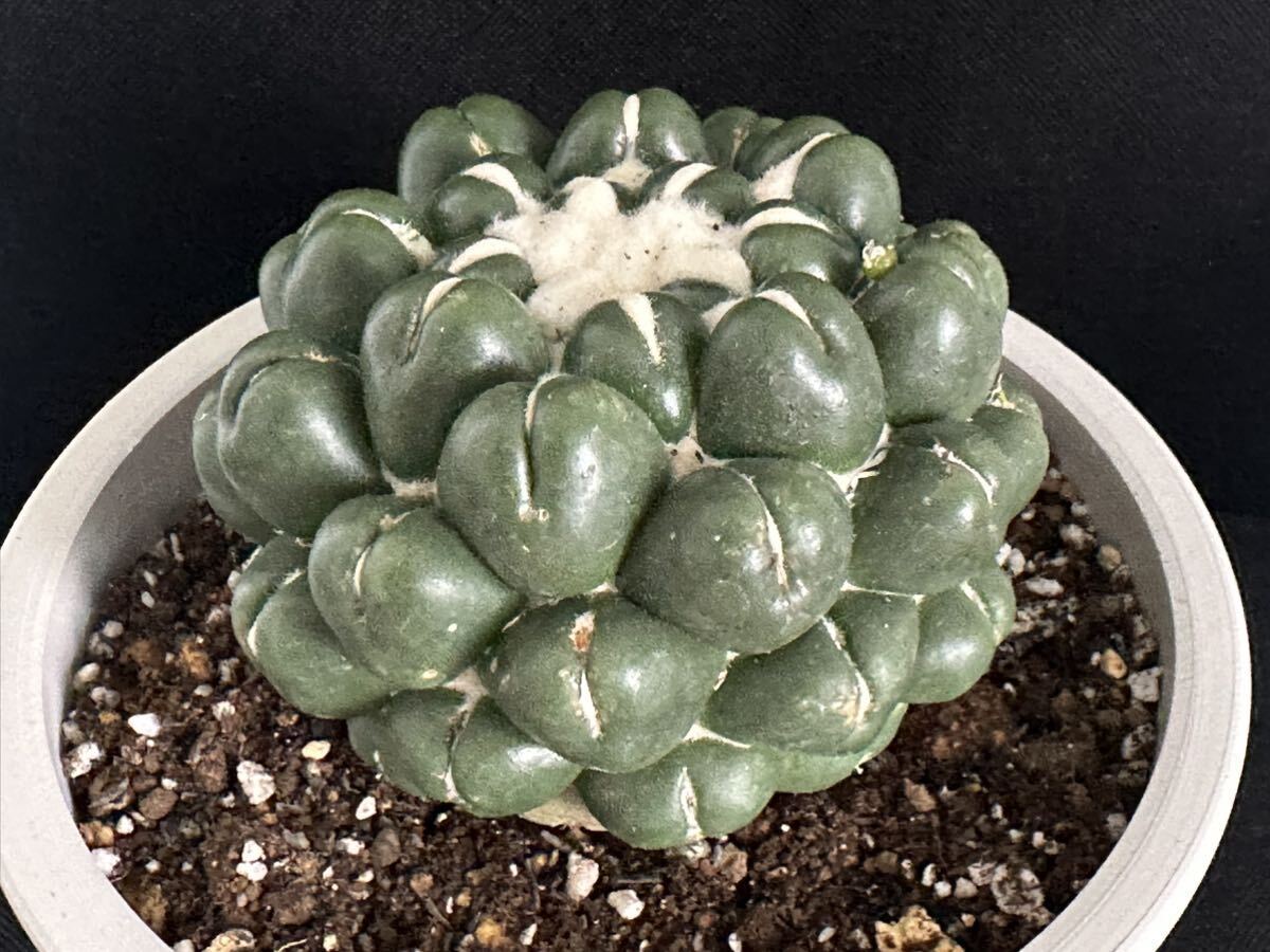 No.627 特選 コリファンタ・刺無象牙丸Coryphantha elephantidens spineless 特大株_画像6