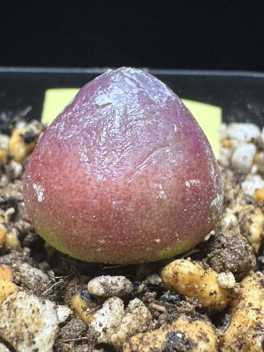 No.043 Conophytum burgeri ブルゲリ　多肉植物　　コノフィツム3月31日撮影_画像2