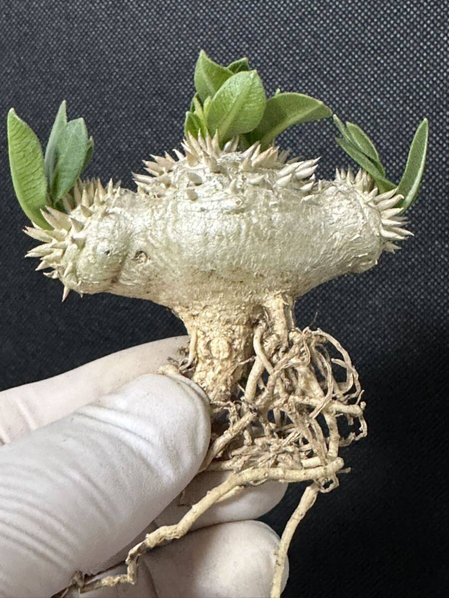 No.158 特選Pachypodium brevicaule パキポディウム  恵比寿笑い 実生株 コーデックス 塊根植物の画像7