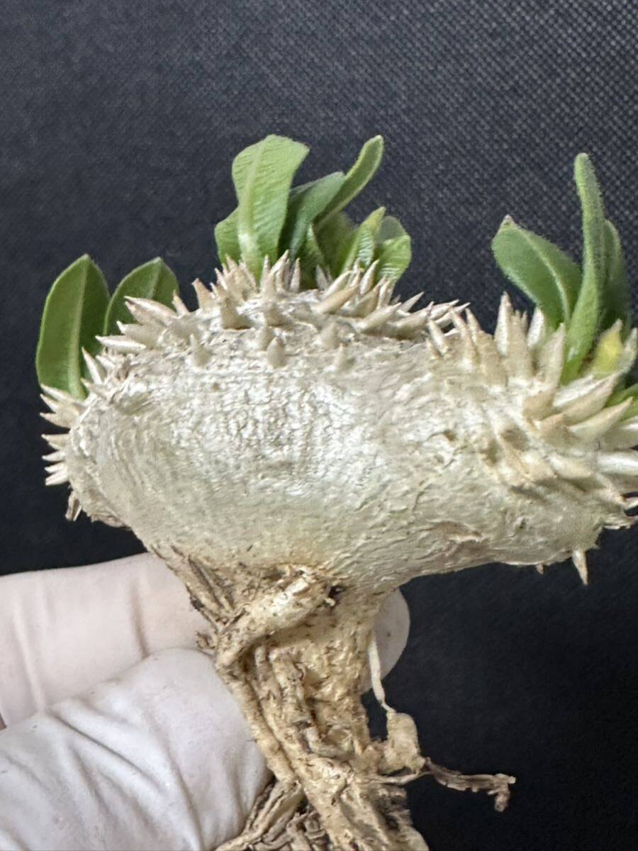 No.158 特選Pachypodium brevicaule パキポディウム  恵比寿笑い 実生株 コーデックス 塊根植物の画像4