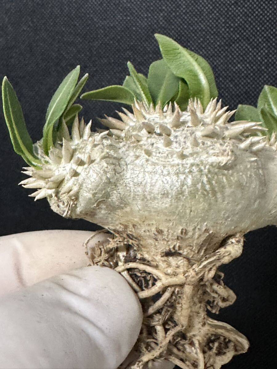 No.158 特選Pachypodium brevicaule パキポディウム  恵比寿笑い 実生株 コーデックス 塊根植物の画像5
