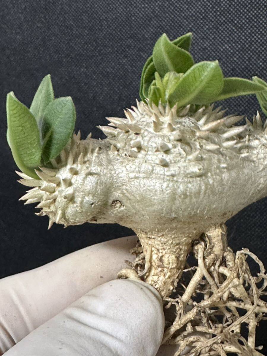 No.158 特選Pachypodium brevicaule パキポディウム  恵比寿笑い 実生株 コーデックス 塊根植物の画像9
