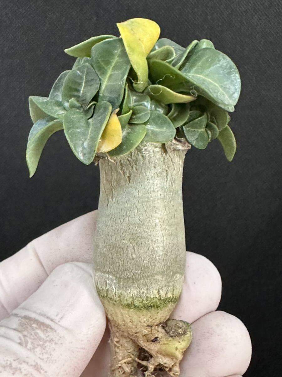 No.065 特選 アデニウム・Adenium Socotranum (KHZ : Khao Hin Zon) 　カオ・ヒン・ソーン　Adenium Khao_画像4