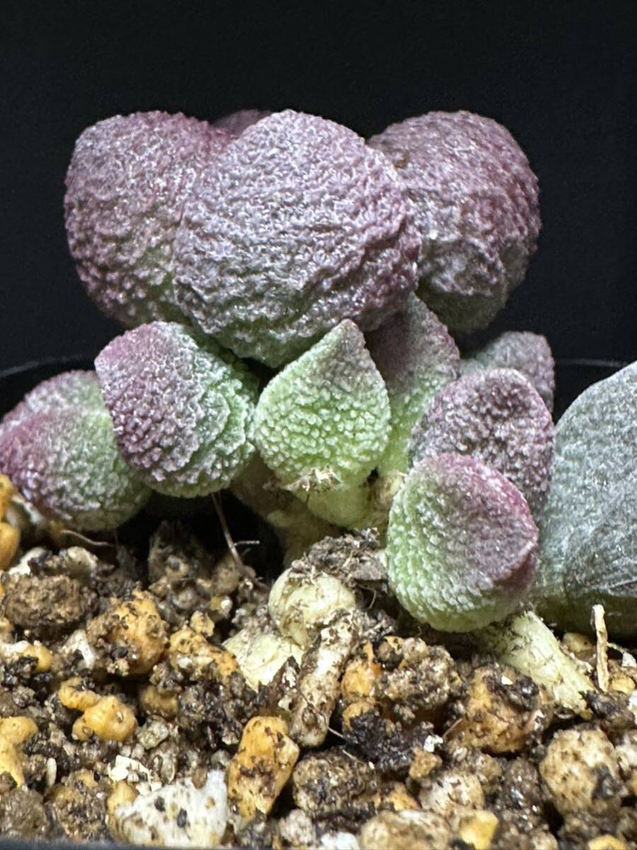 No.083 多肉植物　Adromischus アドロミスクス herrei hyb 'Peach'　_画像3