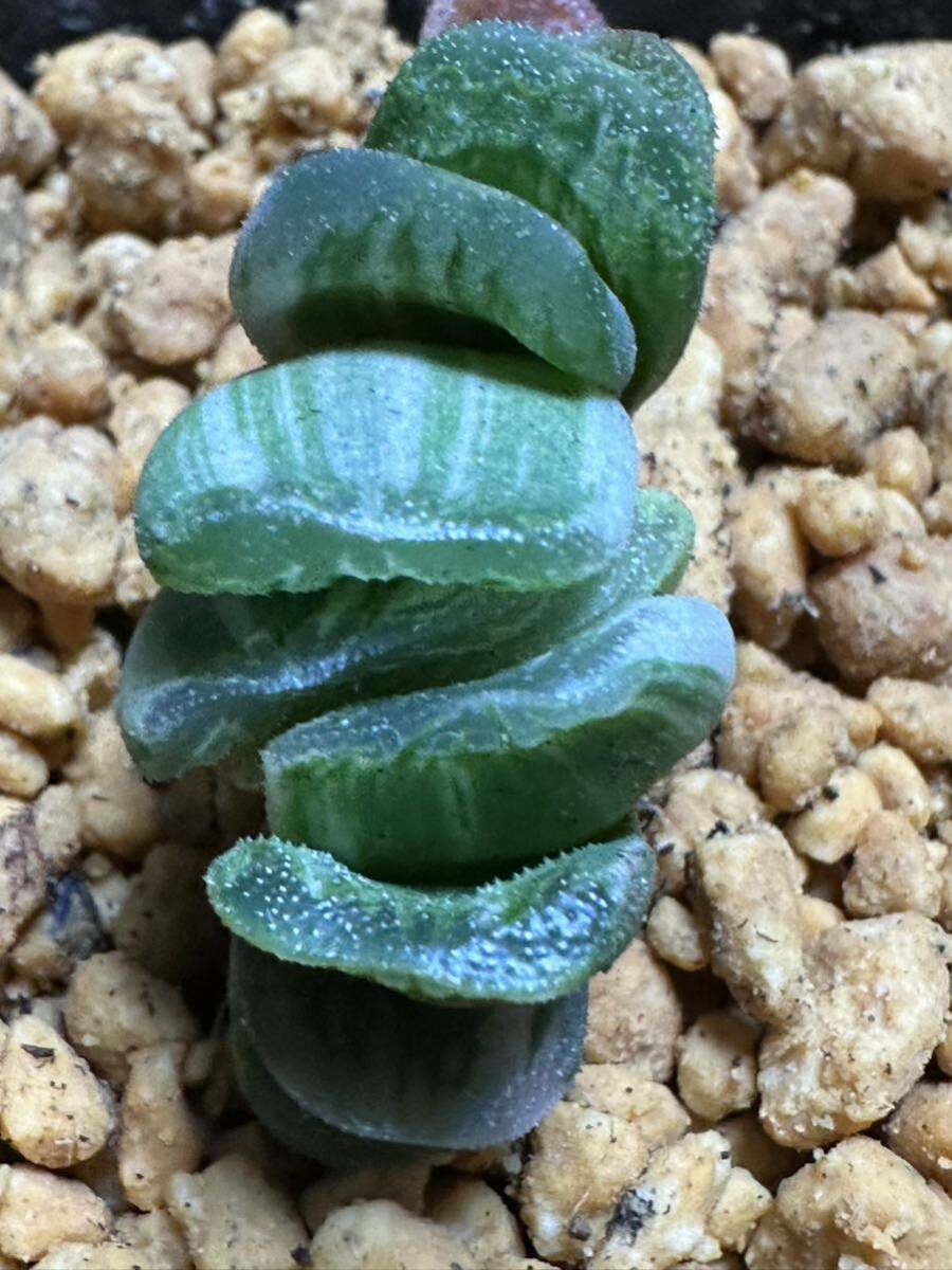 No.299特選 サボテン・多肉植物　ハオルシア　玉扇錦 Haworthia truncata varieg_画像1