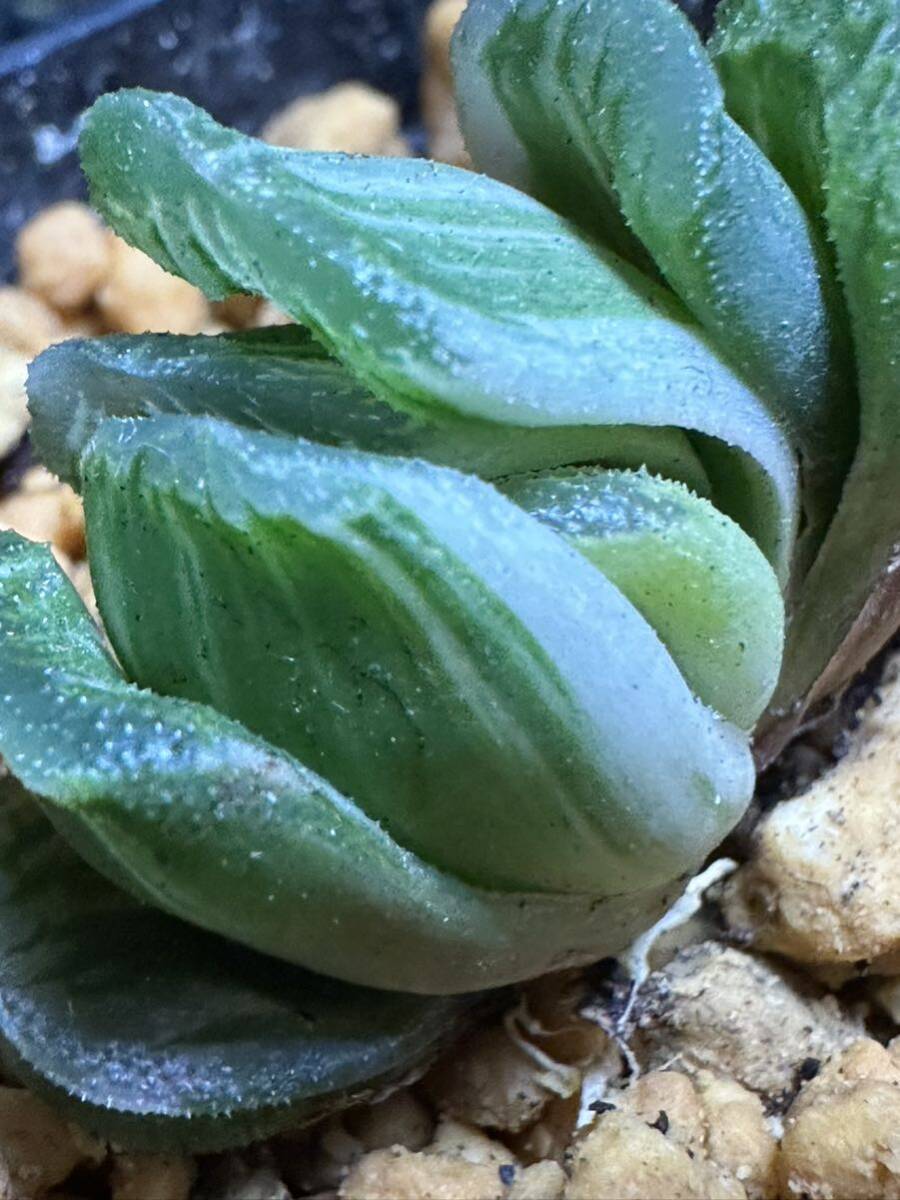 No.299特選 サボテン・多肉植物　ハオルシア　玉扇錦 Haworthia truncata varieg_画像6