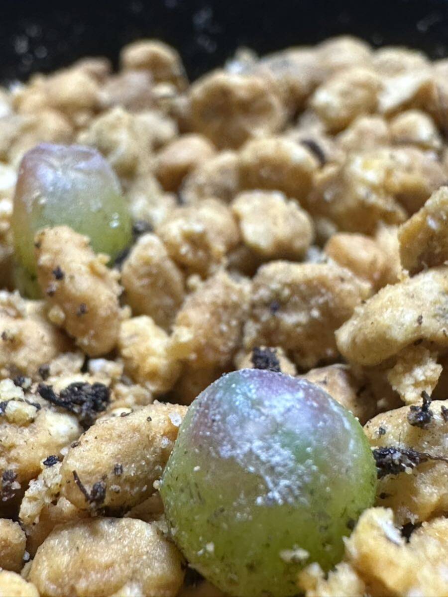 No.105 コノフィツムハメリー Conophytum hammeri 高級品種 3株の画像7