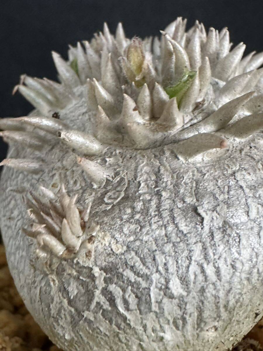 No.480 特選Pachypodium brevicaule パキポディウム  恵比寿笑い 実生株 コーデックス塊根植物 限定株の画像9