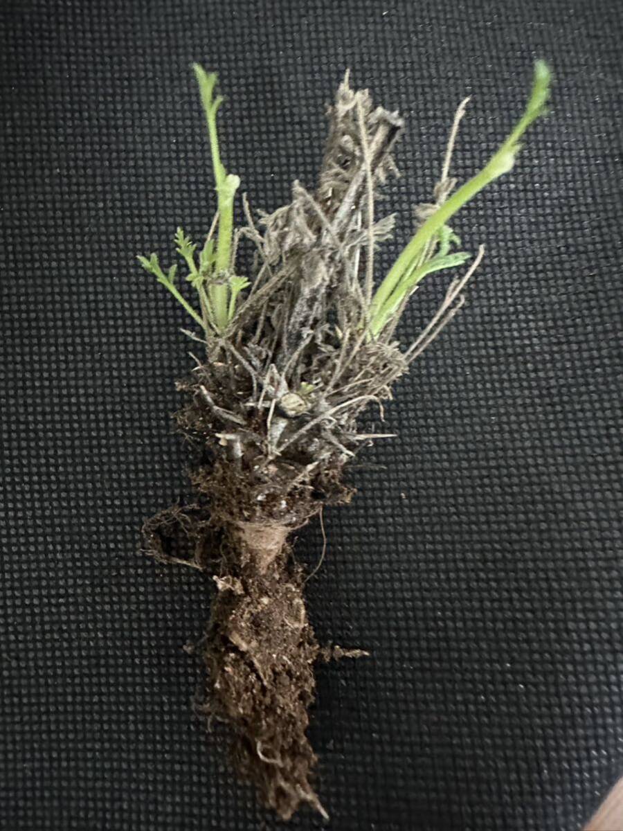 No.551 特選 塊根植物 ペラルゴニウム　ヒストリックス　Pelargonium hystrix 2株_画像6
