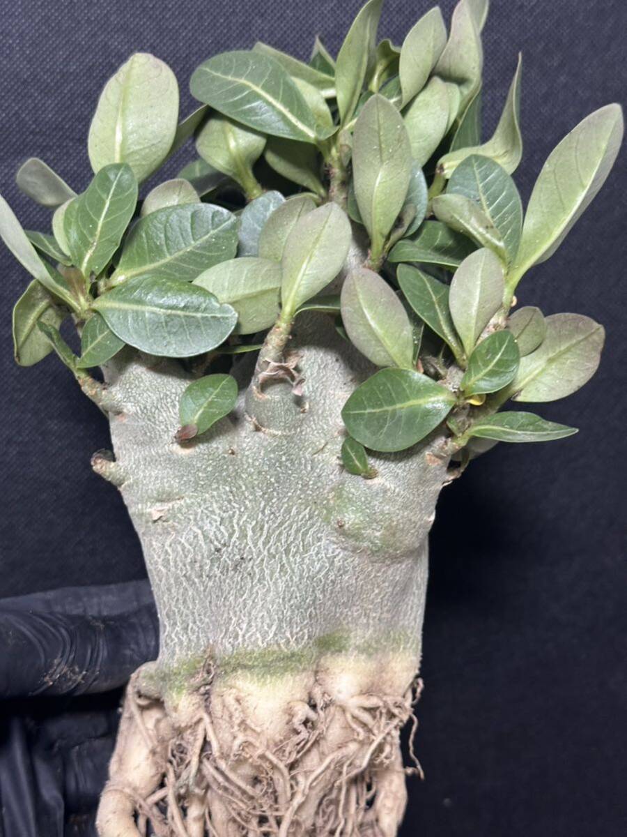 No.360 特選 アデニウム・オベスム Adenium obesum 特大株の画像5