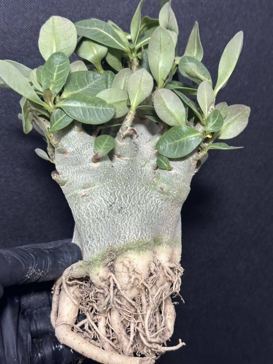 No.360 特選 アデニウム・オベスム Adenium obesum 特大株の画像9