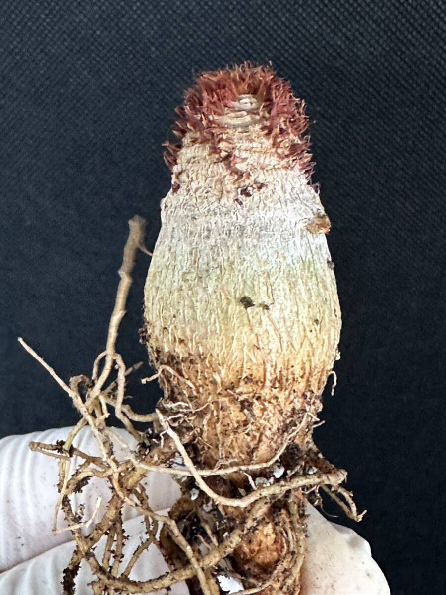 No.663 特選 ユーフォルビア・ラメナ (Euphorbia ramena)実生株 限定株_画像2
