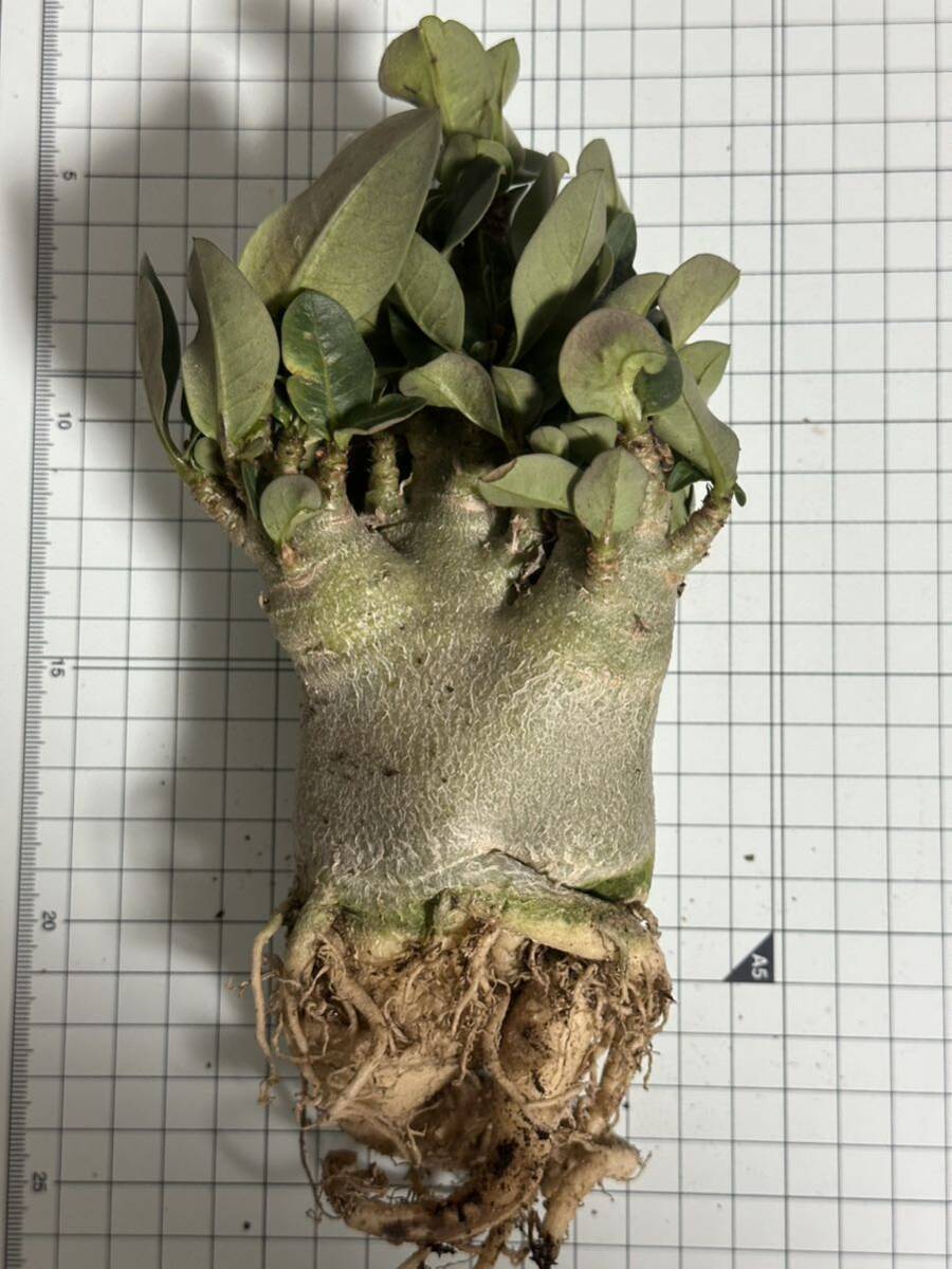 No.358 特選 アデニウム・オベスム Adenium obesum 特大株の画像8